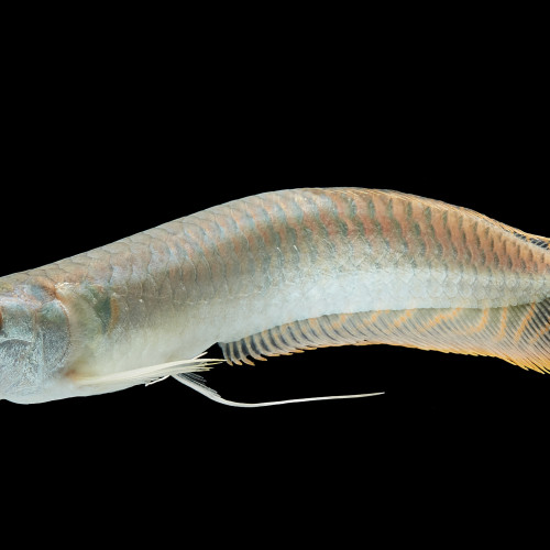 Arowana