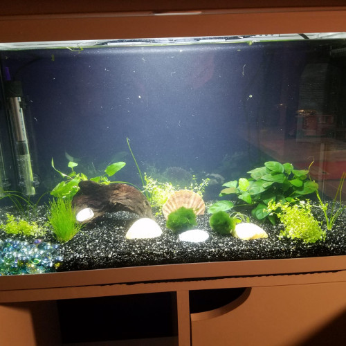 Aquarium 63l + meuble + equipements