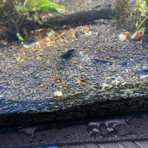 Crevette bleu velvet