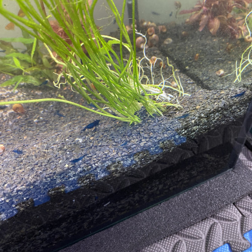 Crevette bleu velvet