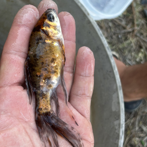 Vend poisson rouge guppy carpe et voile de chine