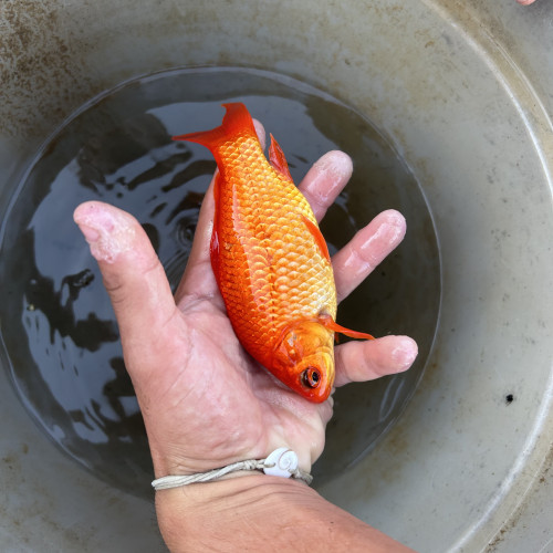 Vend poisson rouge guppy carpe et voile de chine