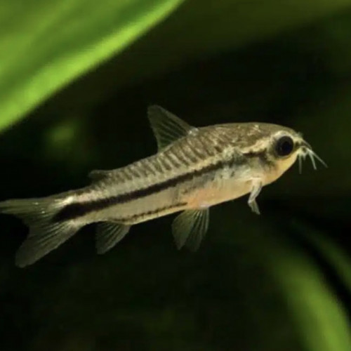 Corydoras pygmaeus