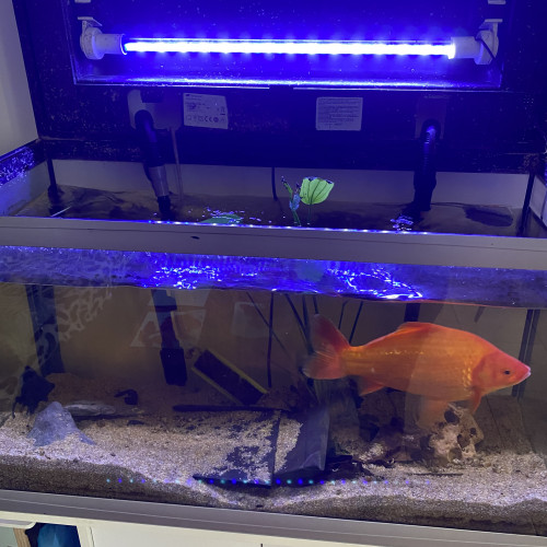 Aquarium 200l complet avec meuble