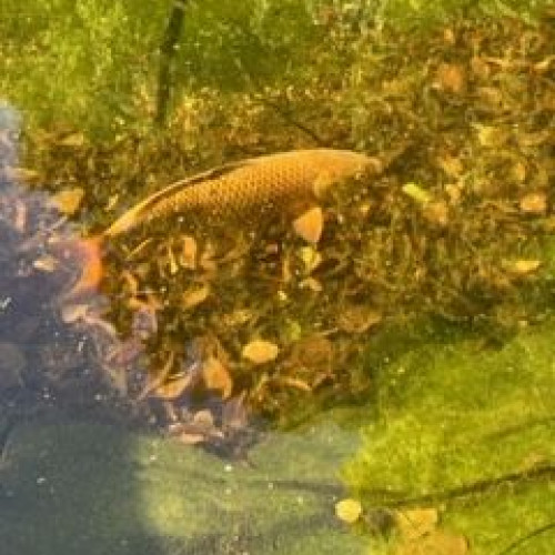 Carpes KOI