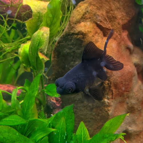 lot de 3 poissons ( oranda et télescope )