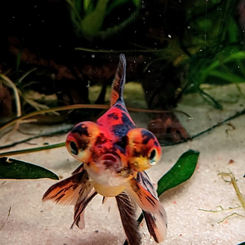 lot de 3 poissons ( oranda et télescope )