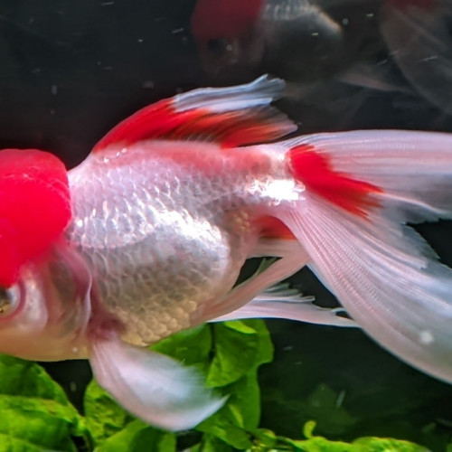 lot de 3 poissons ( oranda et télescope )