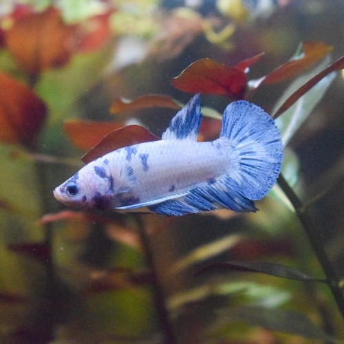 Betta Splendens plakat femelle