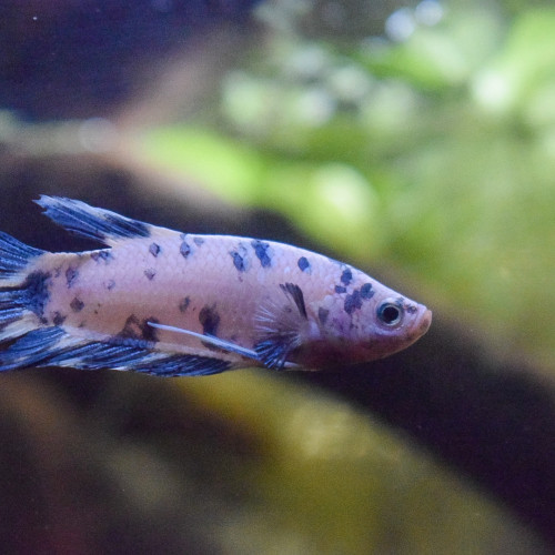 Betta Splendens plakat femelle