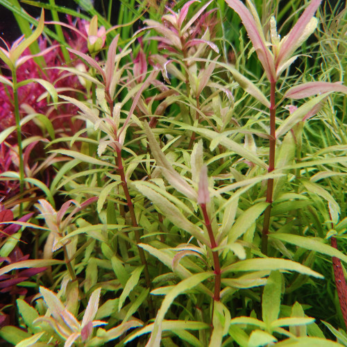 Limnophila sp. Belem