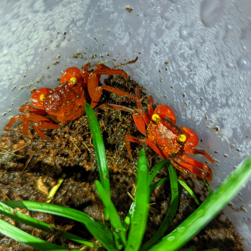 Geosesarma Red Tomato