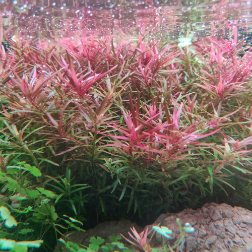 Plantes Aquarium - Plusieurs Variétés