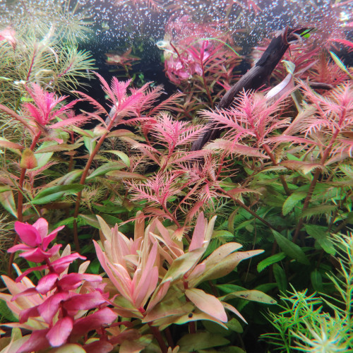 Plantes Aquarium - Plusieurs Variétés