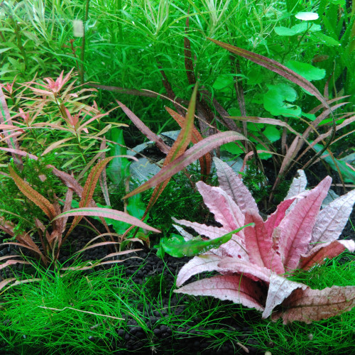 Plantes Aquarium - Plusieurs Variétés