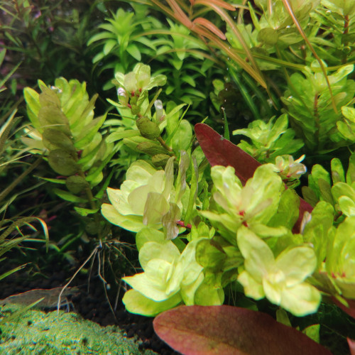 Plantes Aquarium - Plusieurs Variétés