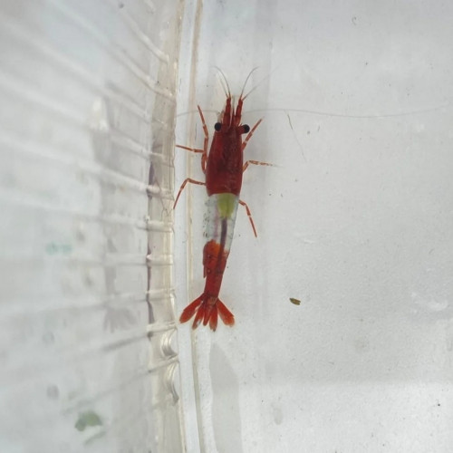 Crevettes caridina et Néocaridina