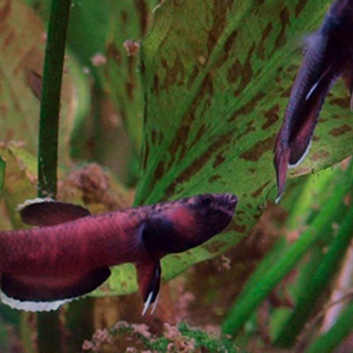 Betta rubra et Betta albimarginata