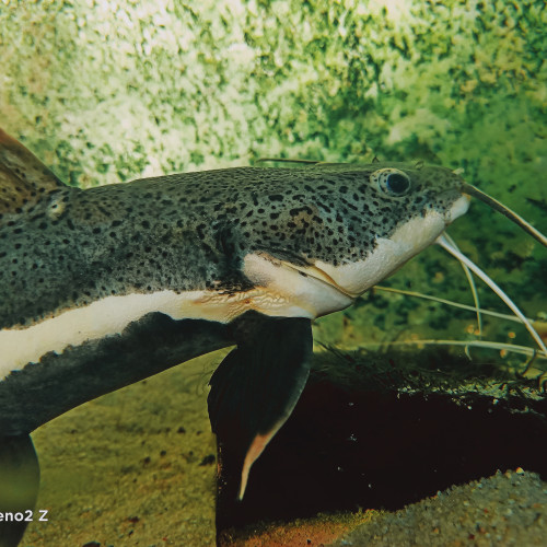 Poisson chat prédateur phractocephalus