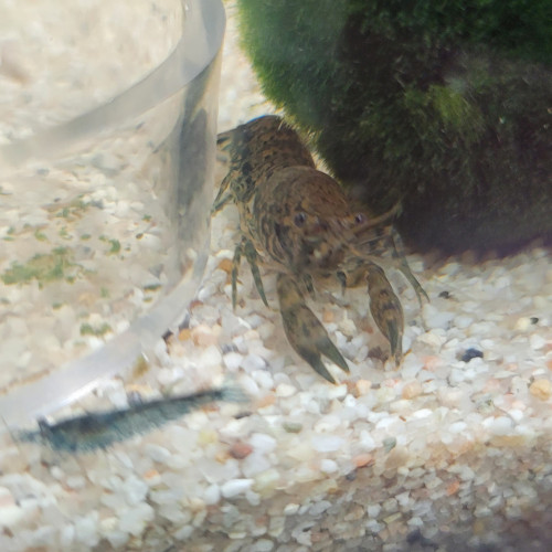 Écrevisses cambarellus diminutus