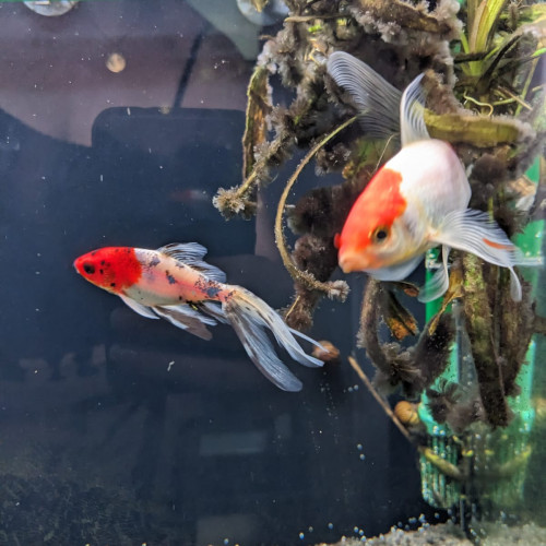 Don deux poissons rouges