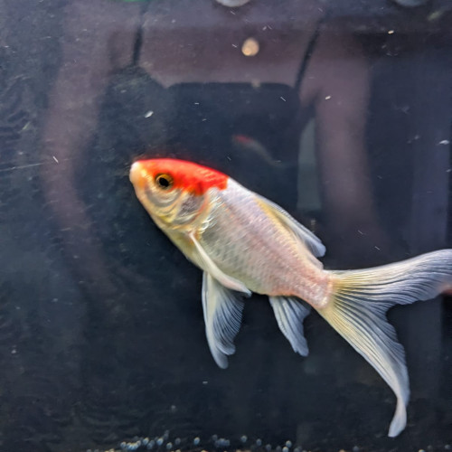 Don deux poissons rouges