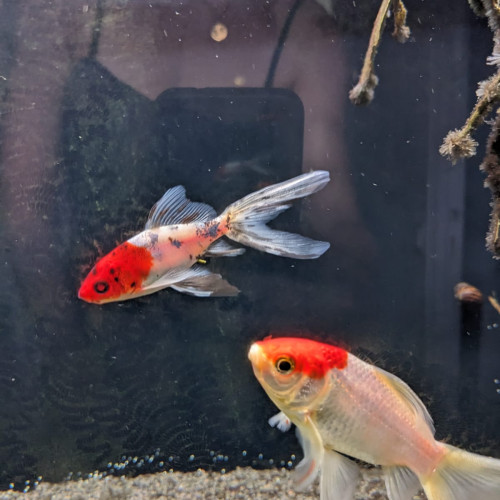 Don deux poissons rouges
