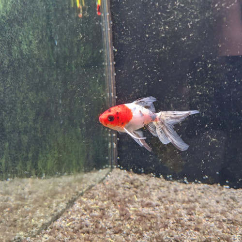 Don deux poissons rouges