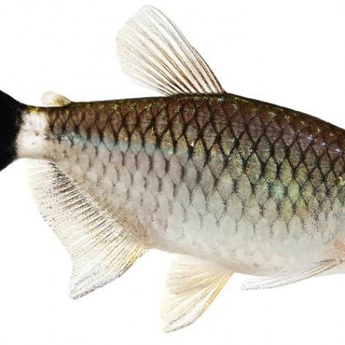 Tétra yeux rouges (Moenkhausia sanctaefilomenae)