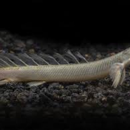 Polypterus senegalus