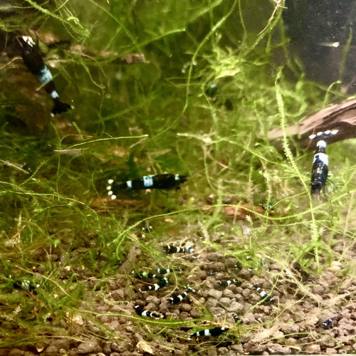 Crevettes King kong Pandas