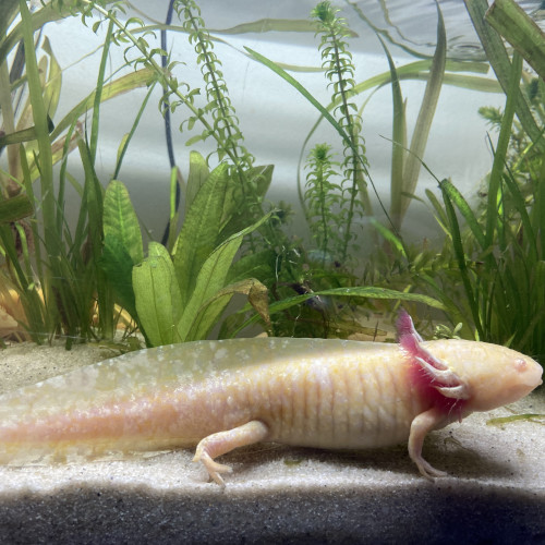 Axolotl a vendre