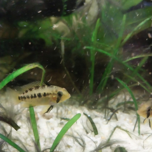 apistogramma macmasterie