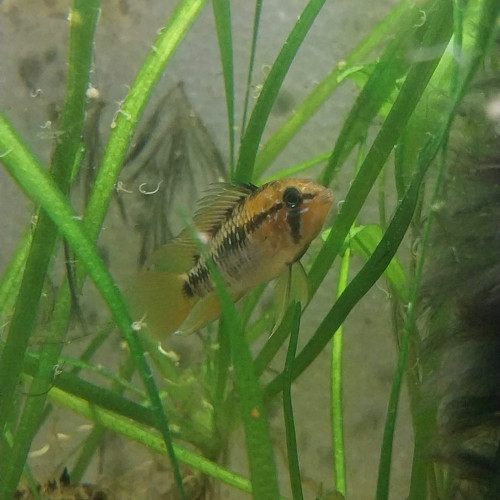 apistogramma macmasterie