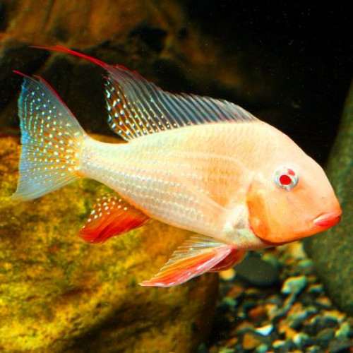 Geophagus heckelii albinos