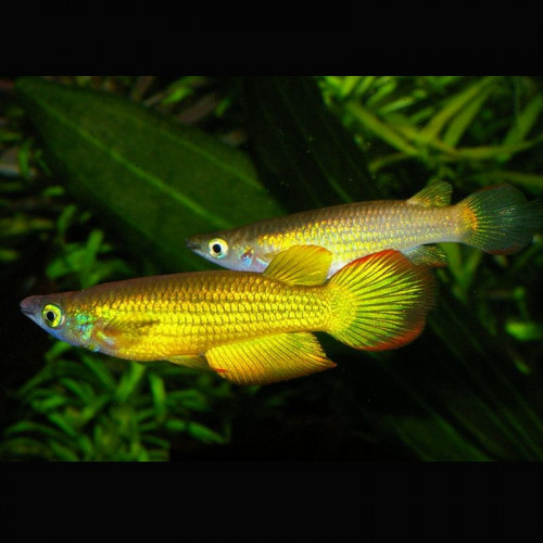 Killi lineatus gold