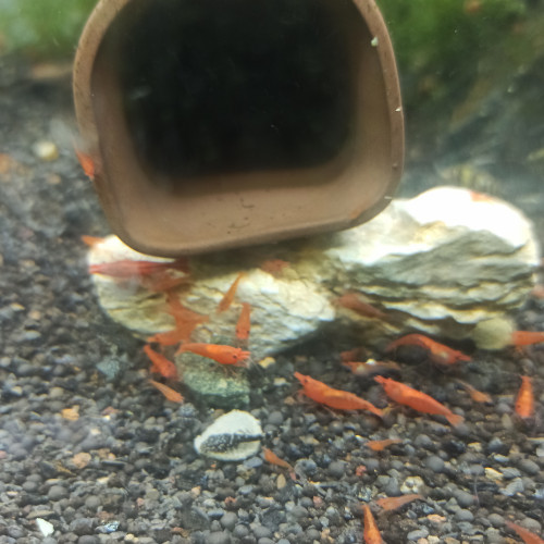 Crevette red cherry