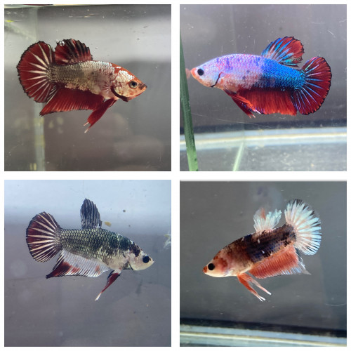 Poissons combattants plakat mâles et femelles