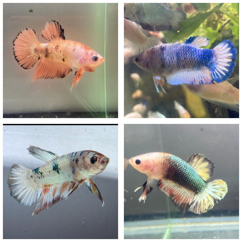 Poissons combattants plakat mâles et femelles