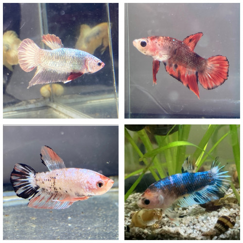 Poissons combattants plakat mâles et femelles