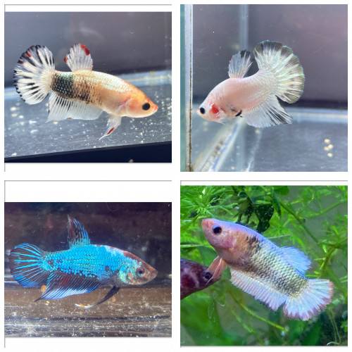 Poissons combattants plakat mâles et femelles