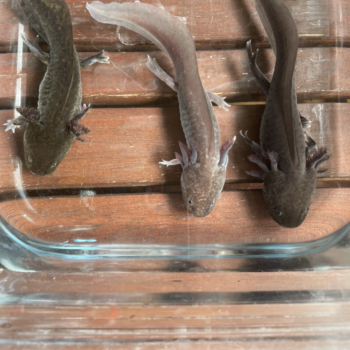 Jeunes axolotls.