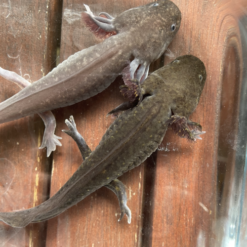 Jeunes axolotls.