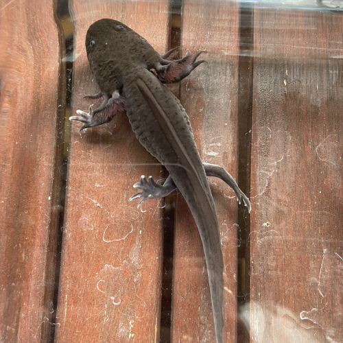 Jeunes axolotls.
