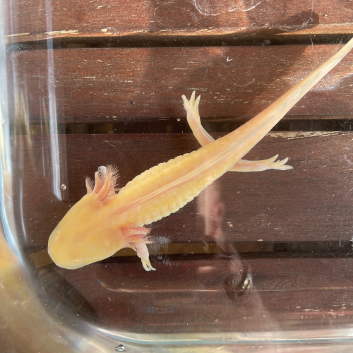 Jeunes axolotls.