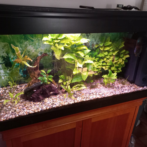 Contenu de mon aquarium