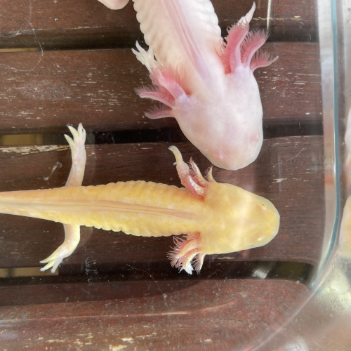 Jeunes axolotls.
