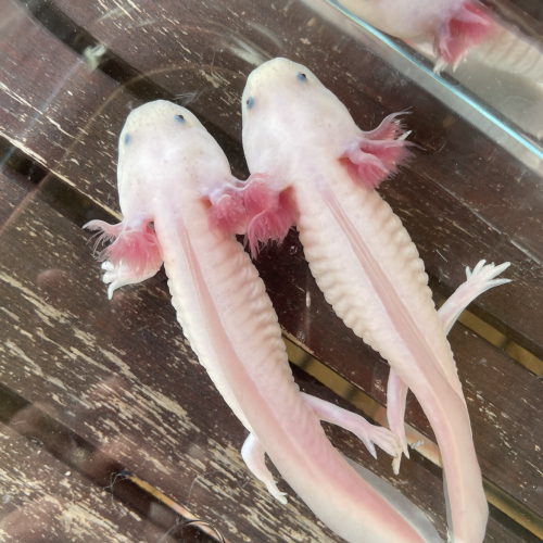 Jeunes axolotls.