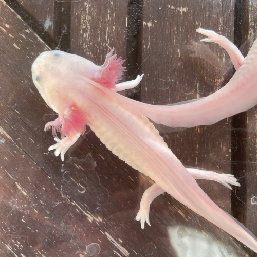 Jeunes axolotls.