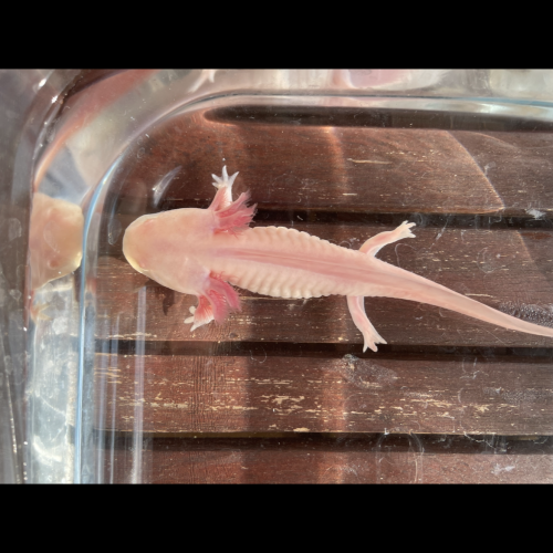 Jeunes axolotls.
